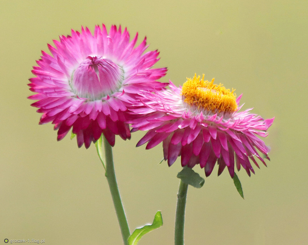 Kiedy nauczysz się być własnym przyjacielem, nigdy nie będziesz sam.
