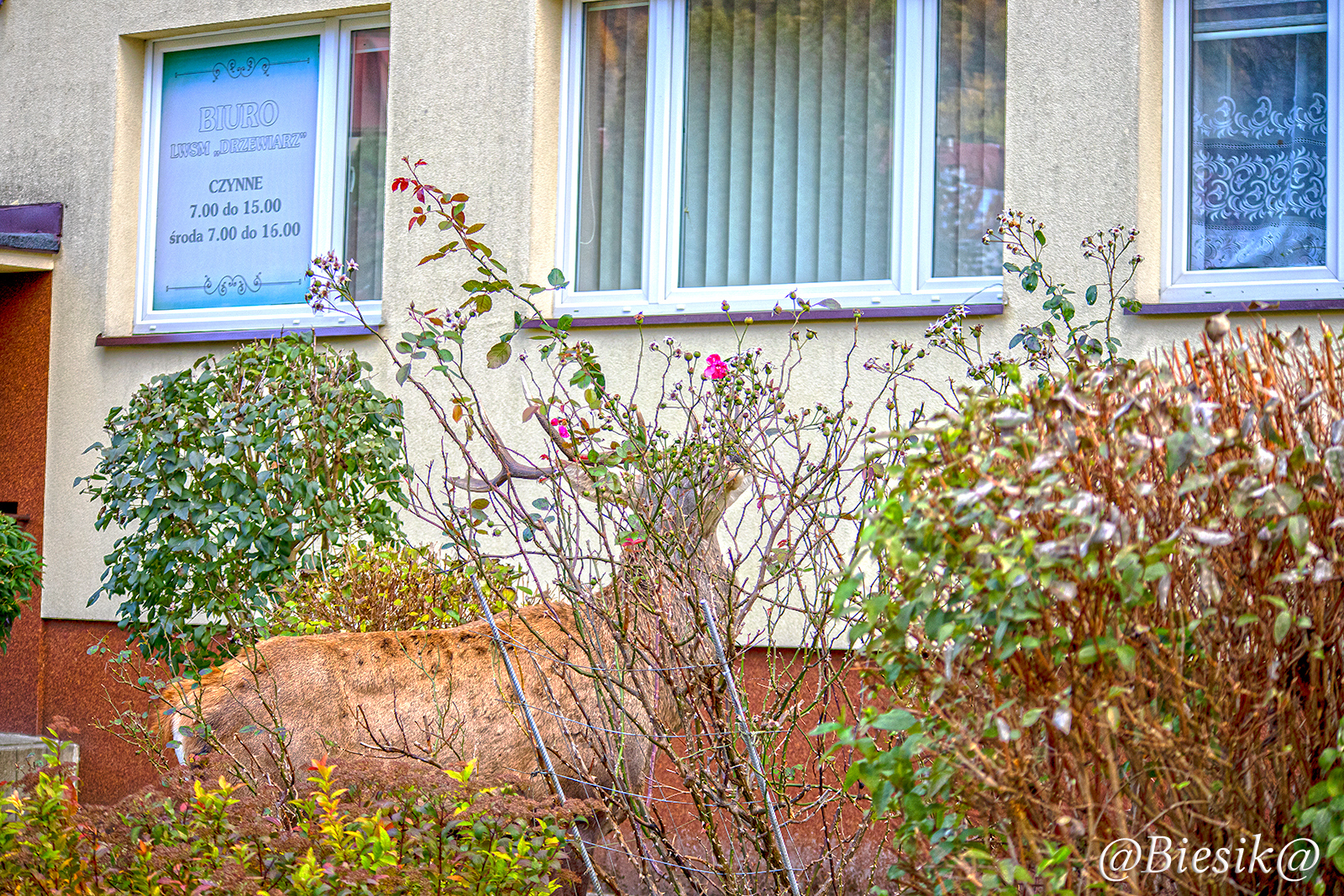 Osiedlowy konserwator zieleni.