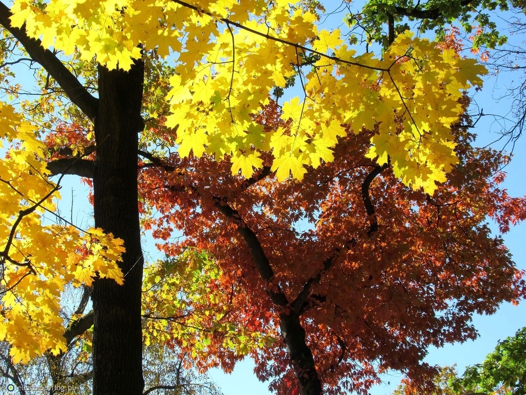 Mościcka jesień w parku