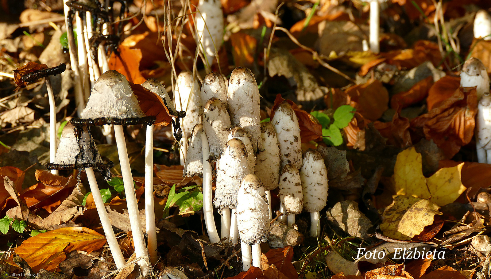 "Grzybobranie" w parku Chirona w Osowej! Dziękuję za odwiedziny i komentarze,pozdrawiam serdecznie!