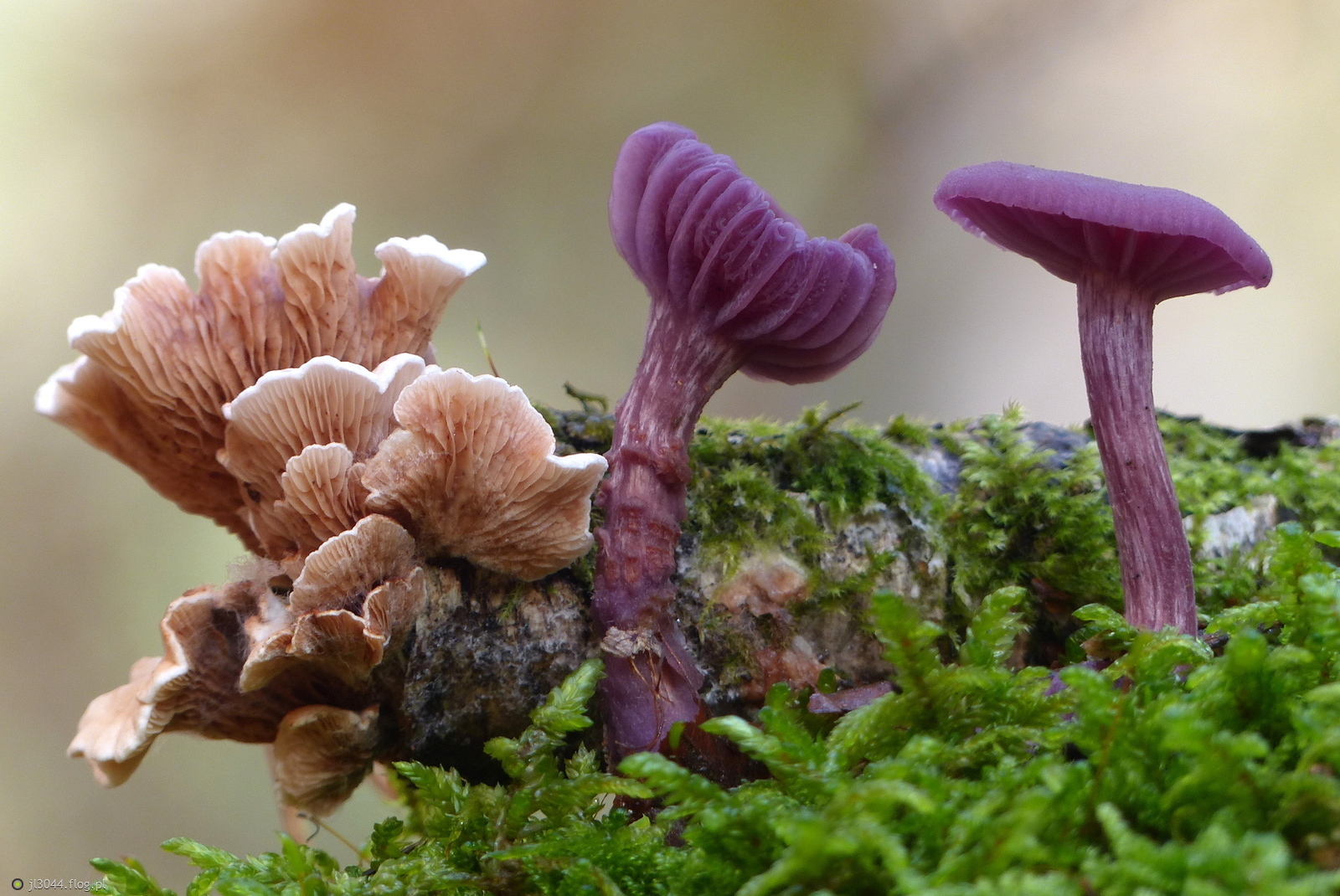 Lakówki ametystowe i ..............?