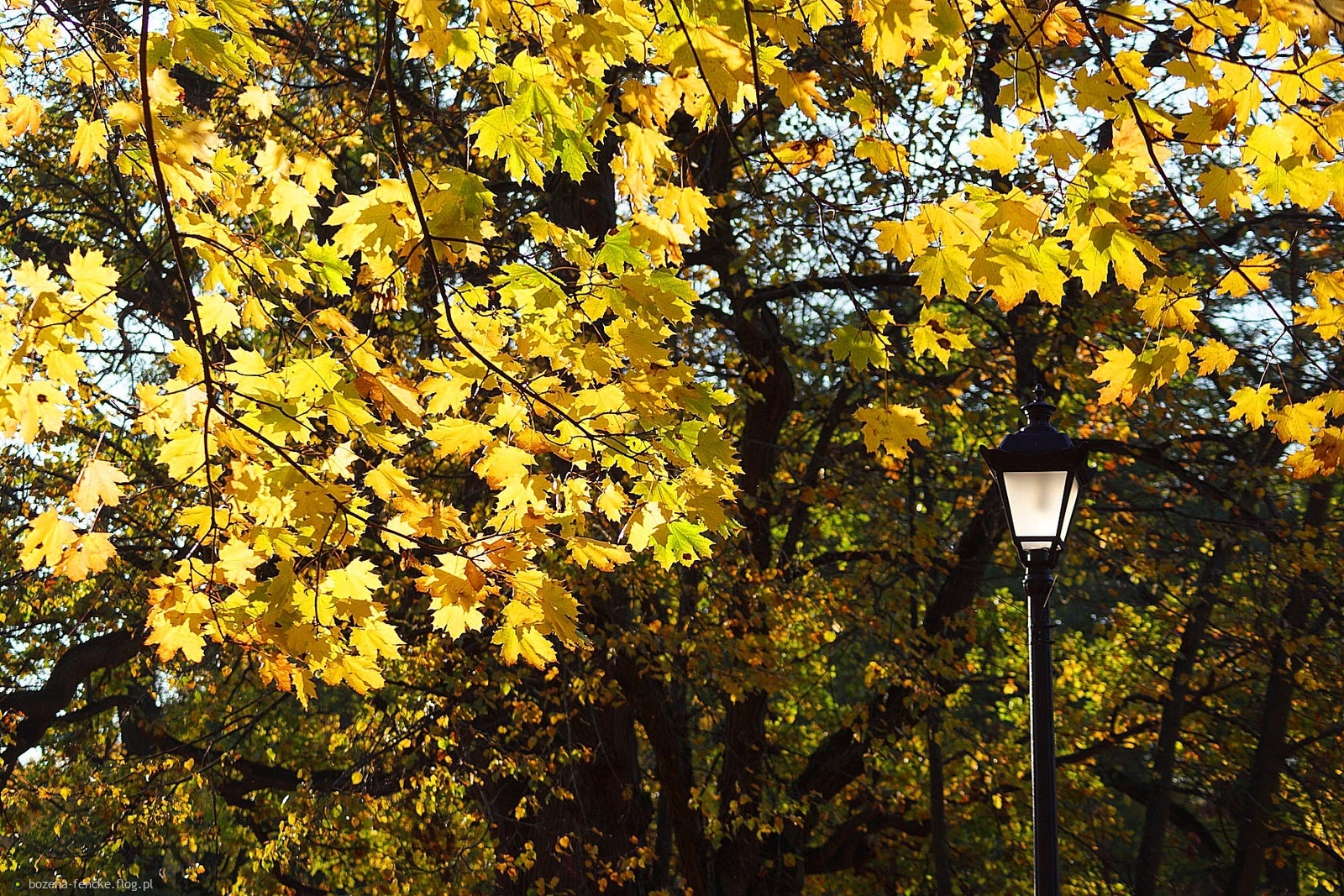 Jesień w parku w Jabłonnie