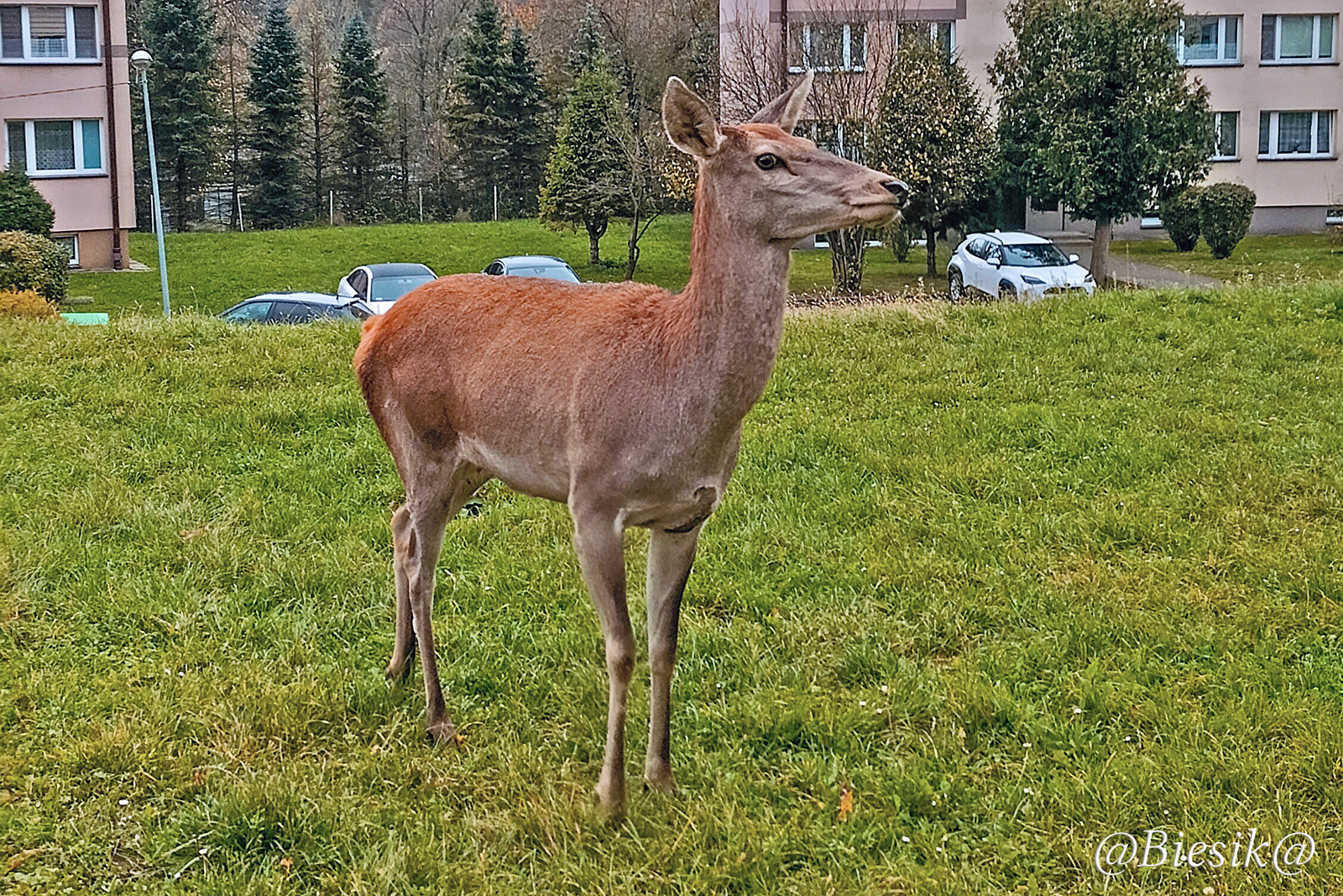 Młoda jeleniczka.....