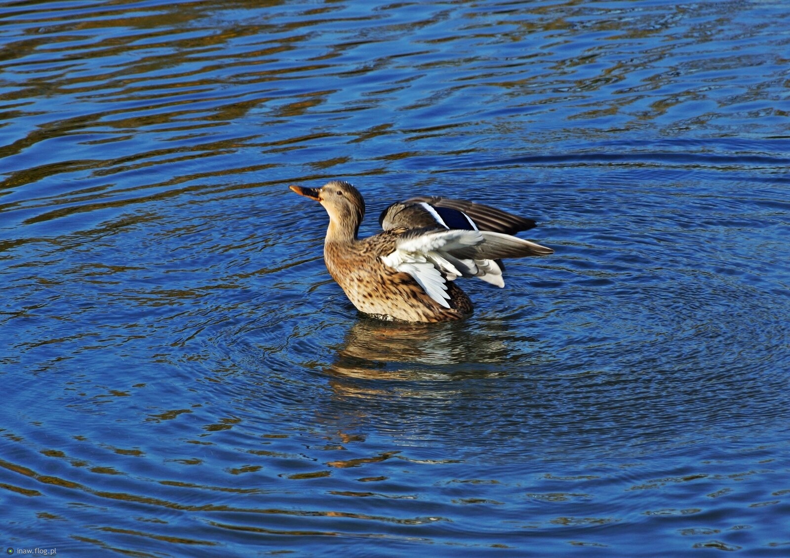 W jesiennym stawie😊