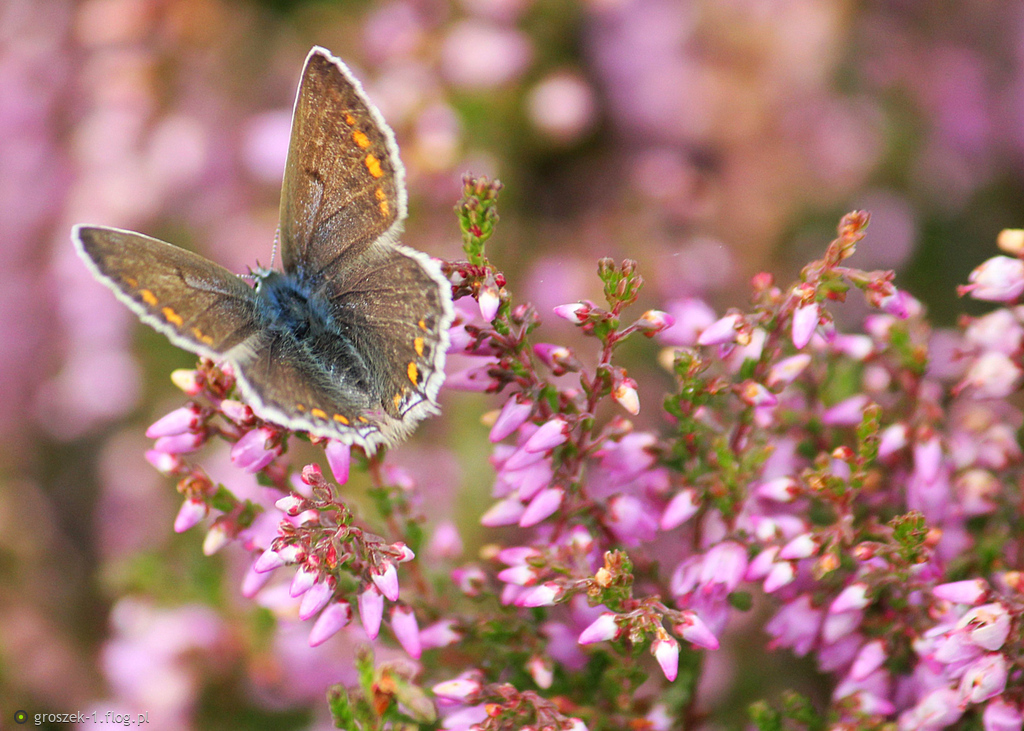 W jesiennym ogrodzie ...