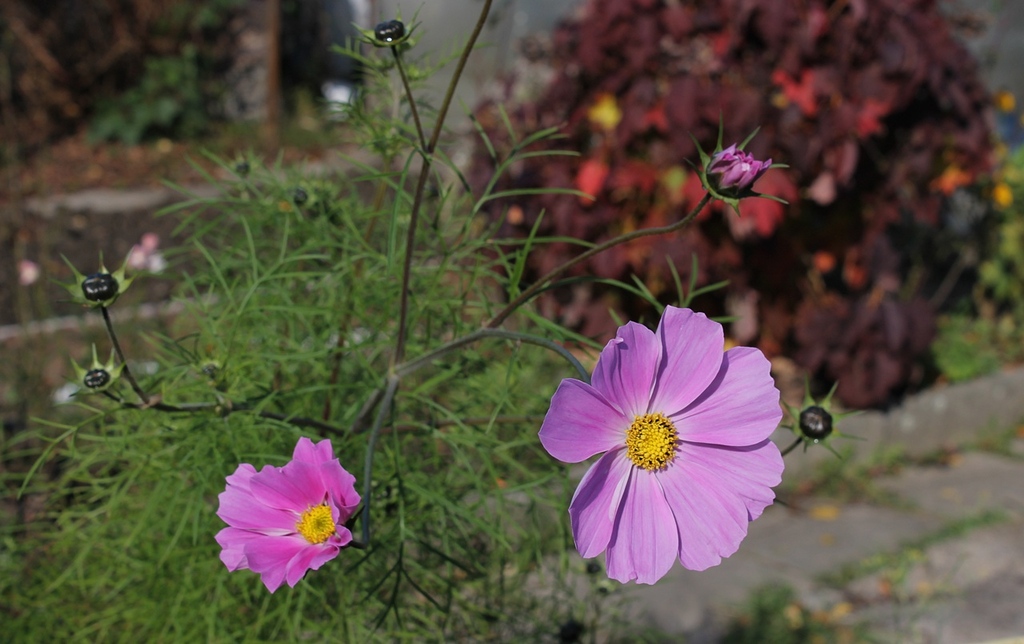 Czy to już jesień. Serdecznie pozdrawiam miłego popołudnia.