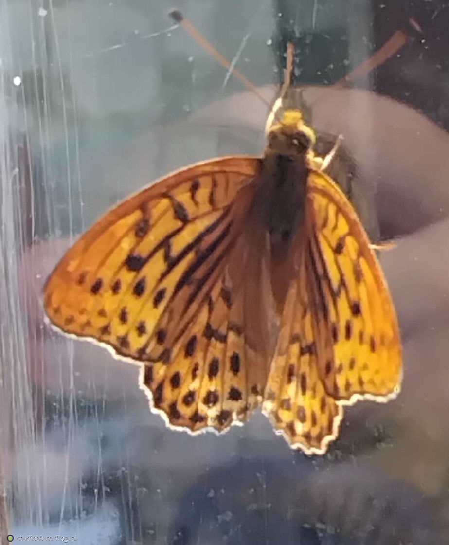 Motylek z bliska