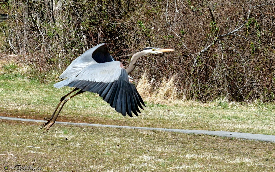 GREAT BLUE HERON / CZAPLA MODRA