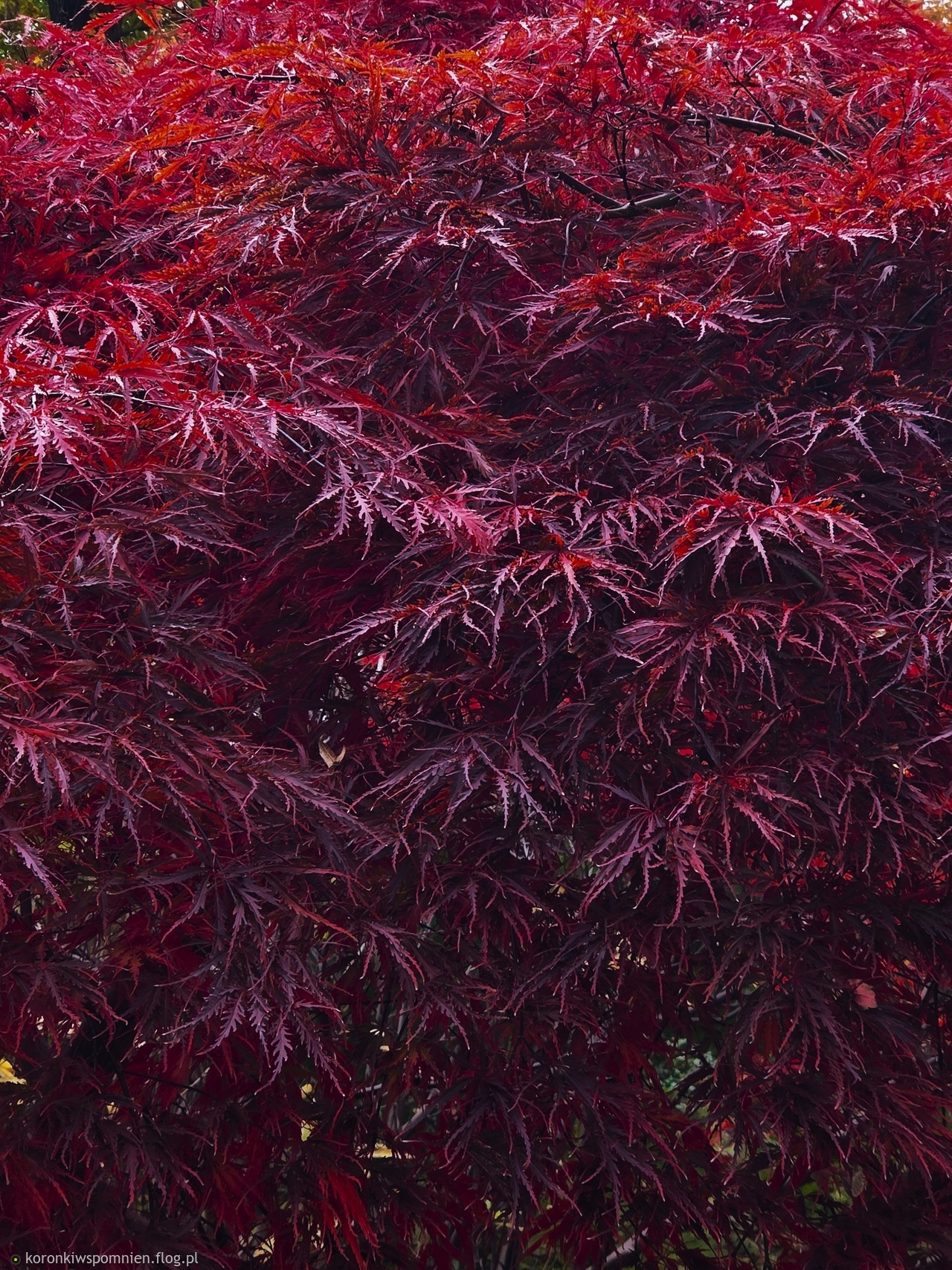 Jesień swe kolory ma i na naszych sercach gra:)Witam w nowym ostatnim tygodniu października:)