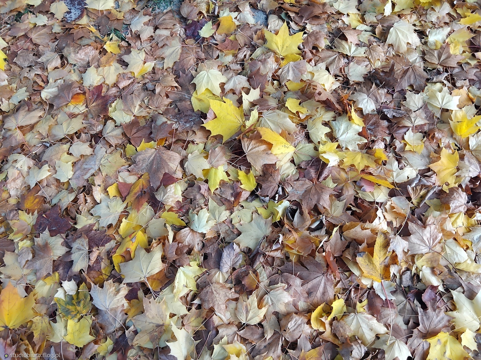 🍂🍁 jesienny dywan miejski 🍁🍂