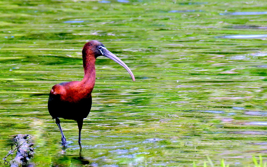 IBIS KASZTANOWATY / GLOSSY IBIS /CHESTNUT IBIS