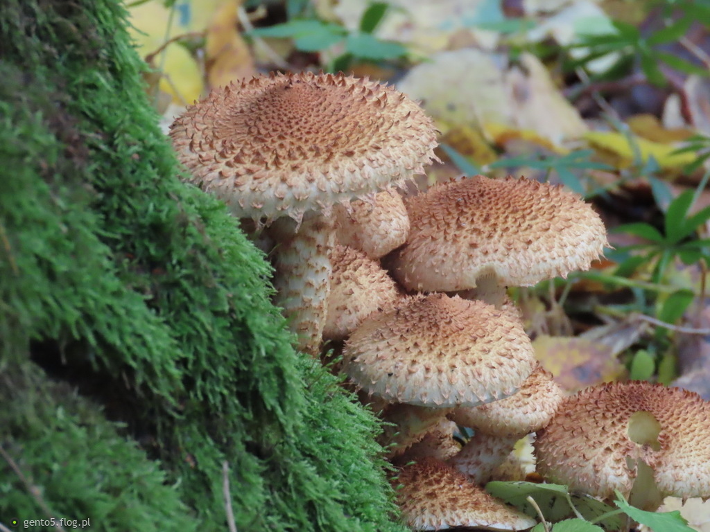 Łuskwiak nastroszony