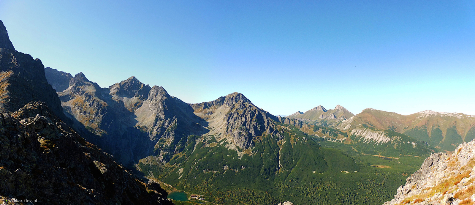 Widoczek tatrzański