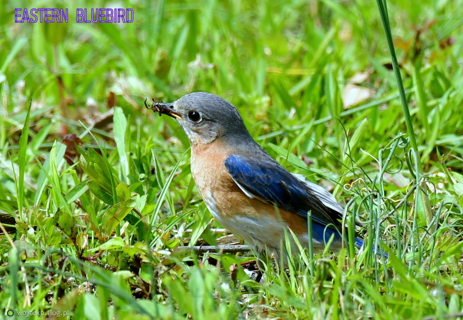 EASTERN BLUEBIRD / BŁĘKITNIK RUDOGARDŁY