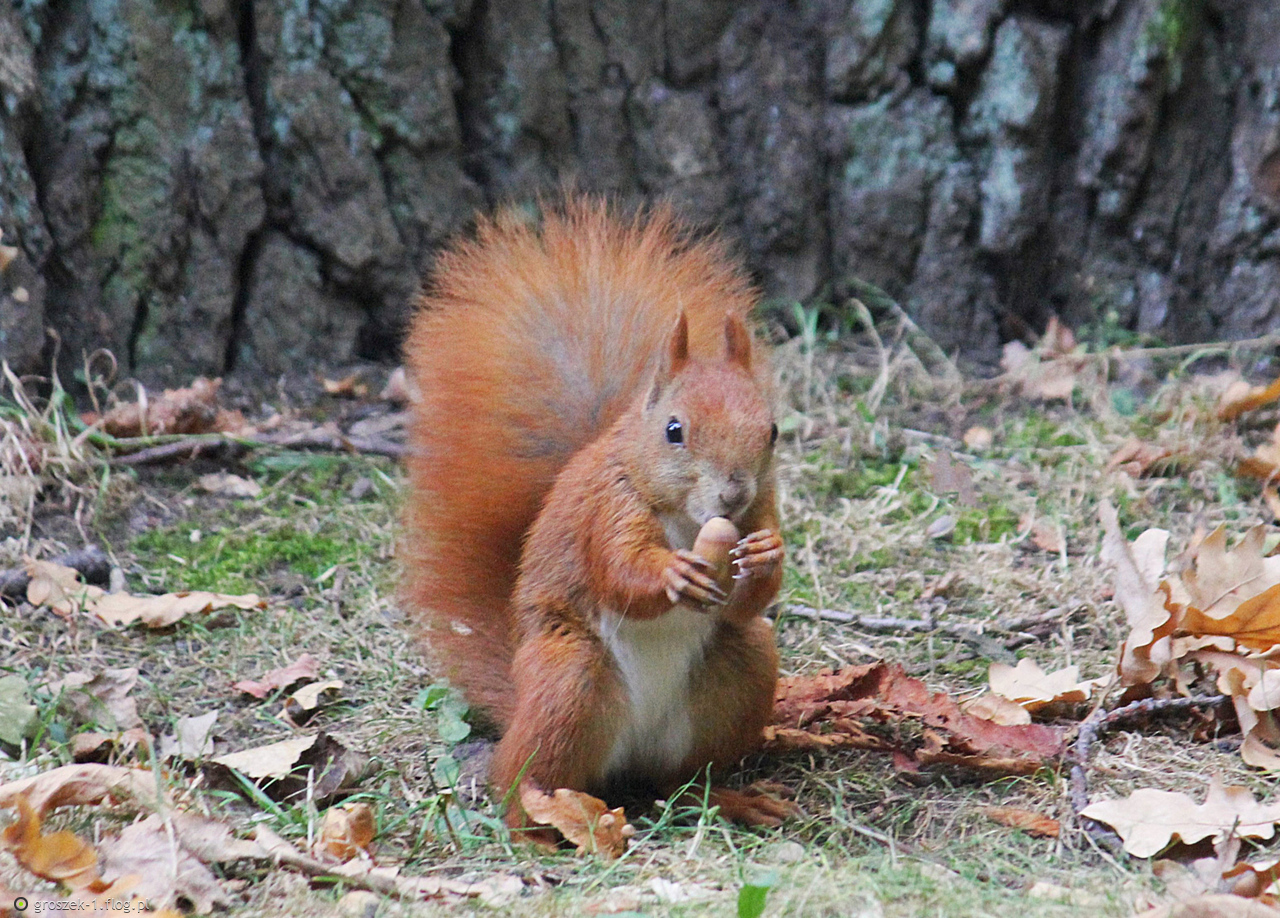 Wiewiórka ...