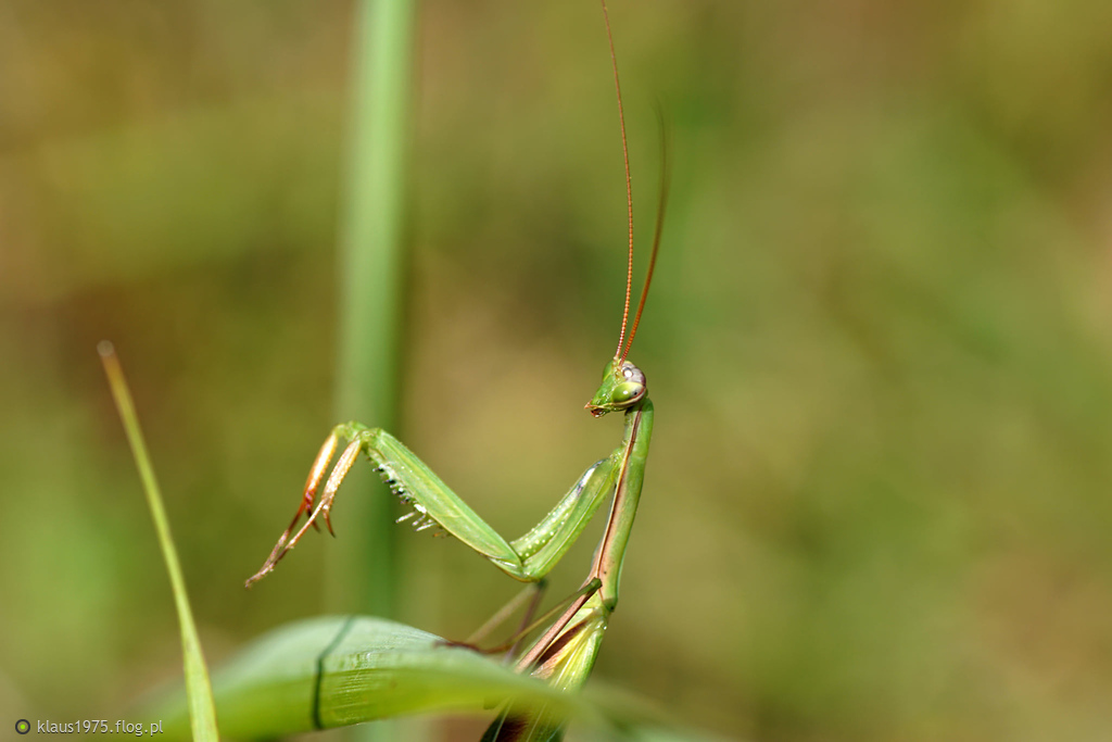 Modliszka zwyczajna ( Mantis religiosa ) samiec.