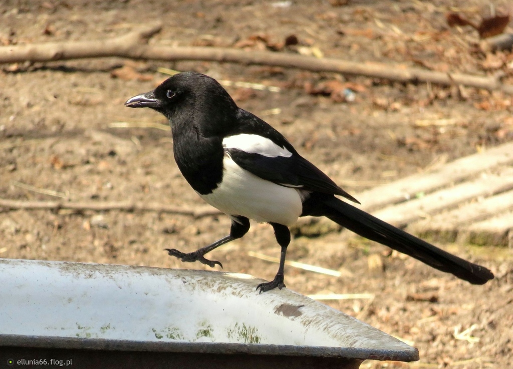 ...złodziejka. Ale dlaczego? ( zdjęcie)