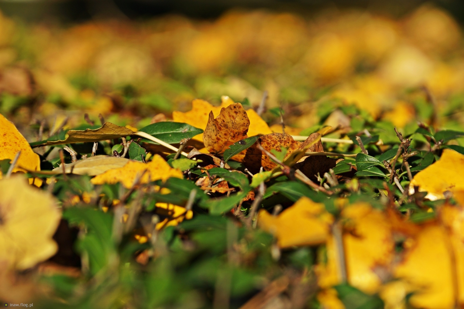 Jesienne listki🍂🍂