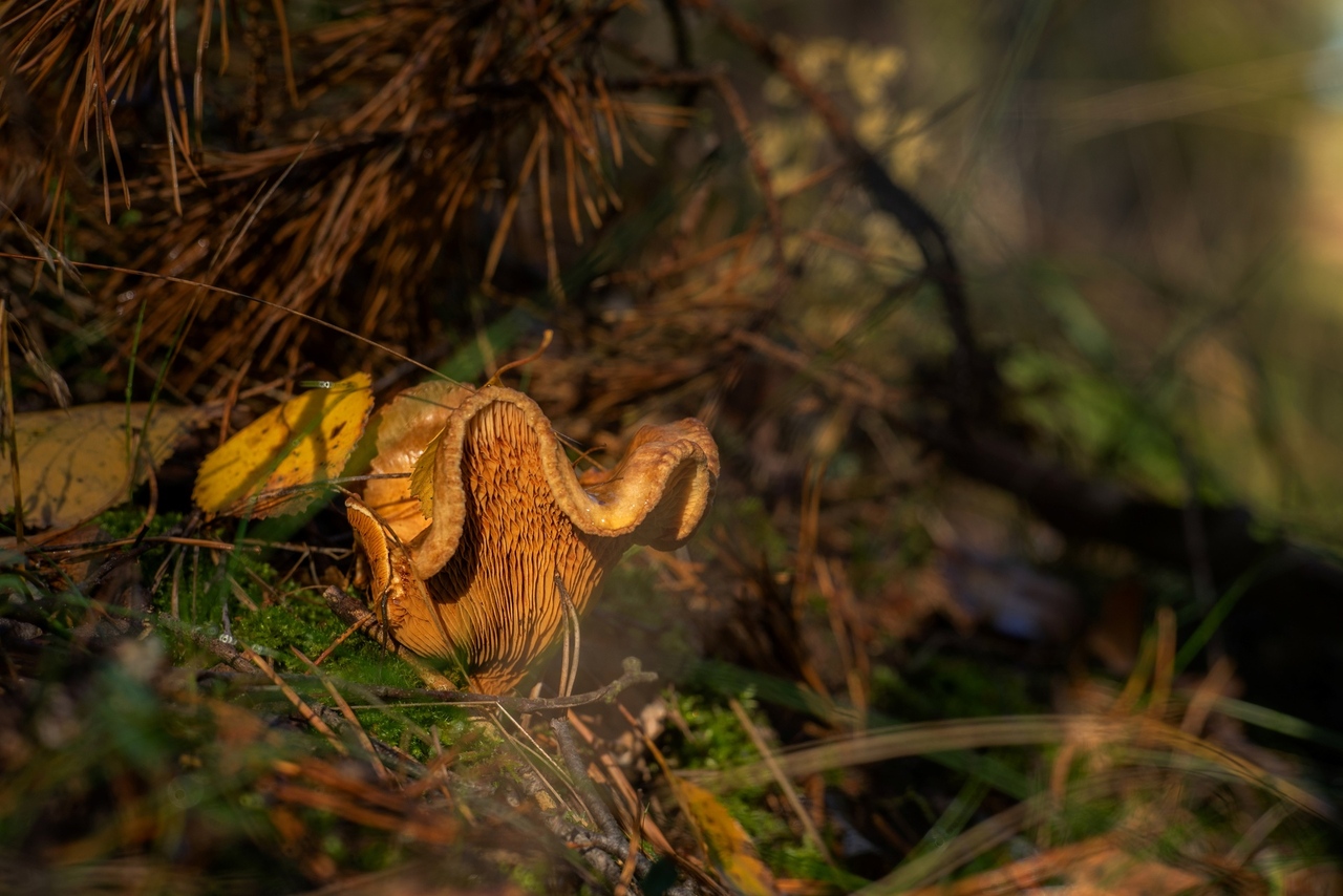 Falista jak sukienka w tańcu