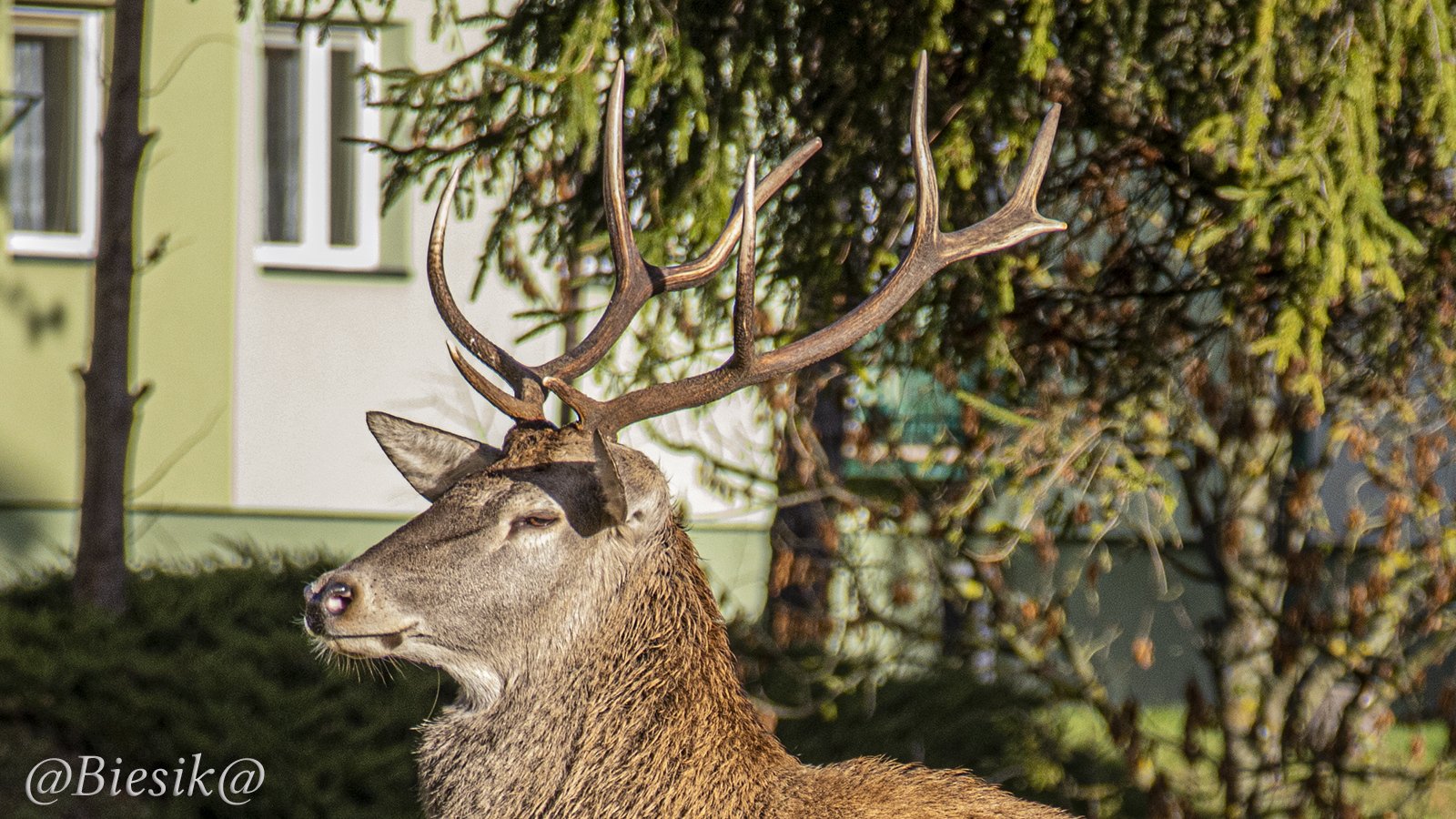 Jelonek obserwuje kundla.
