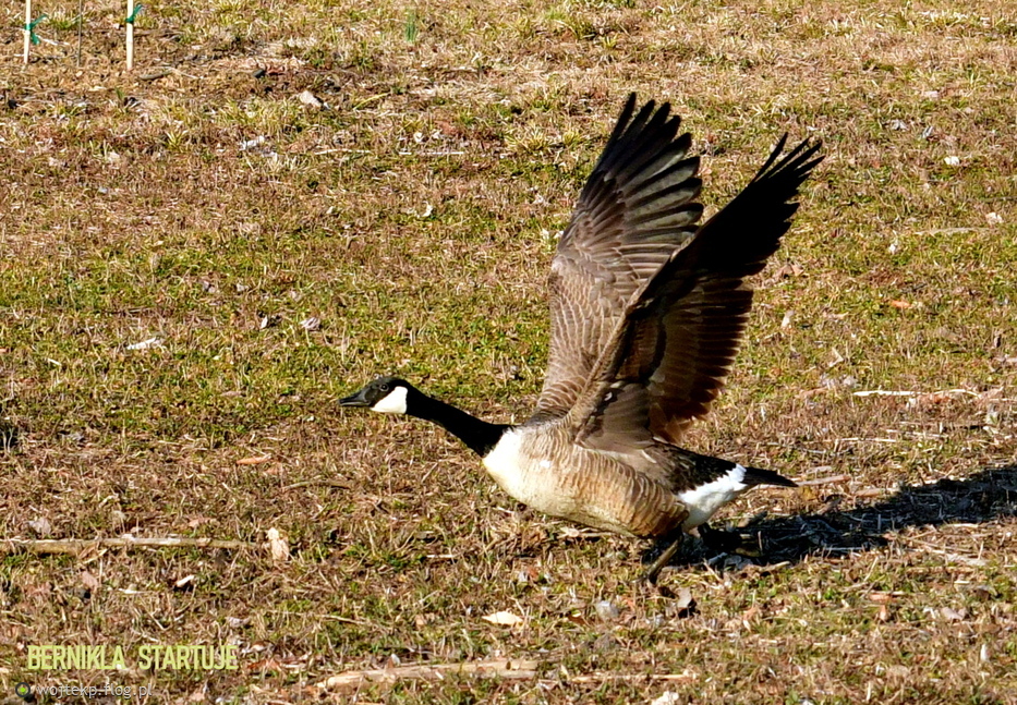 BERNIKLA KANADYJSKA - start