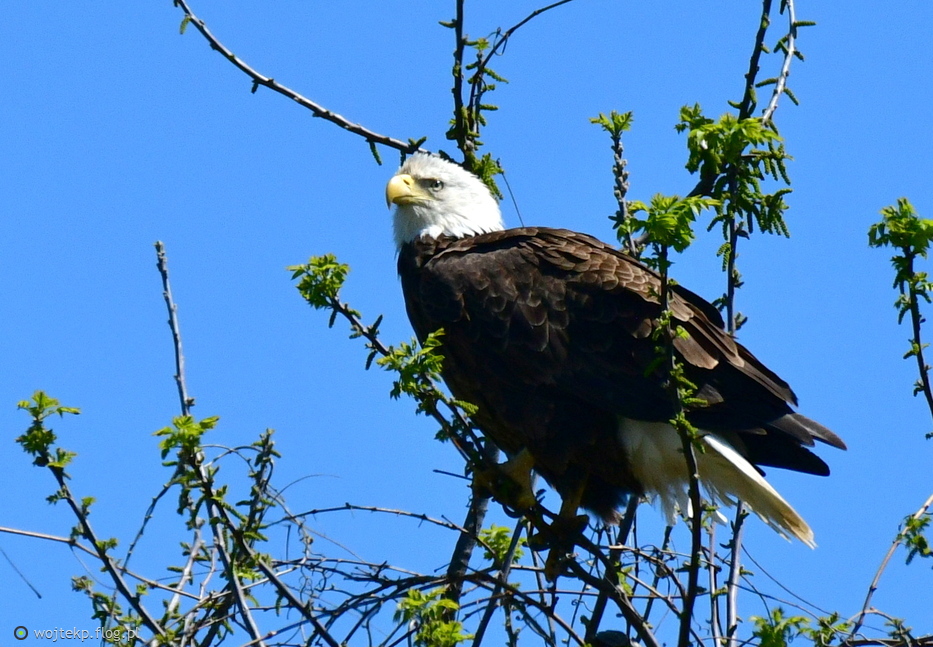 BALD EAGLE / BIELIK AMERYKAŃSKI