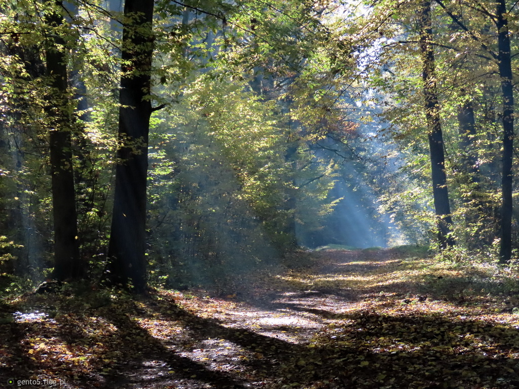 Październikowy poranek