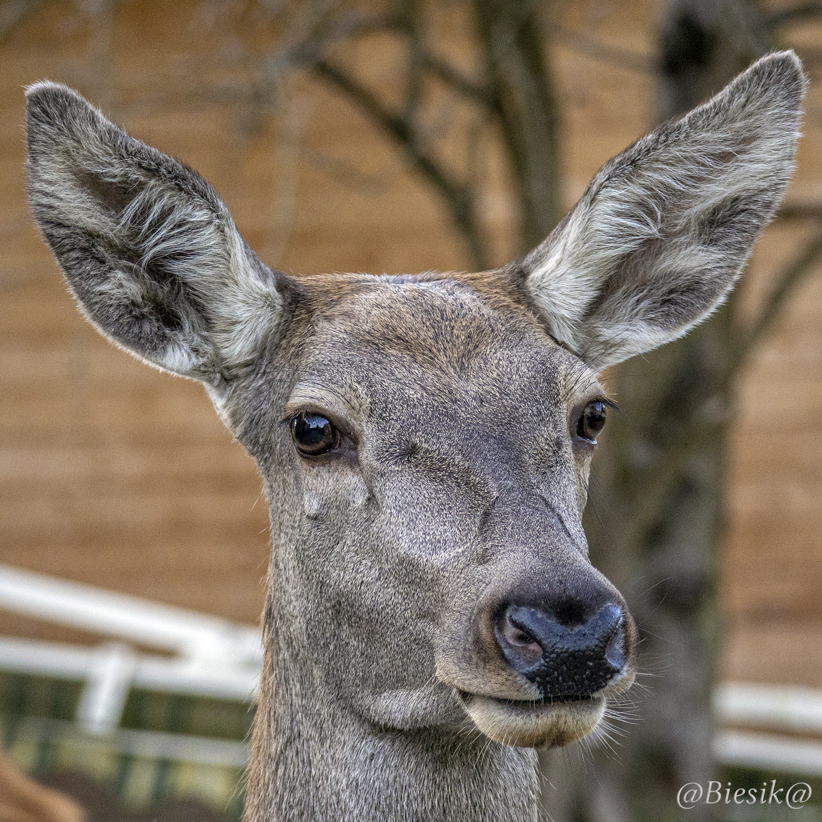 Portret panny jeleniczki.