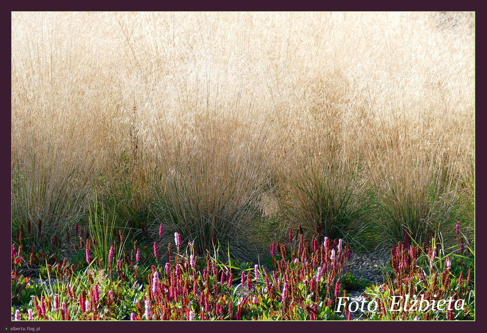 Jesienny urok traw z pozdrowieniami!
