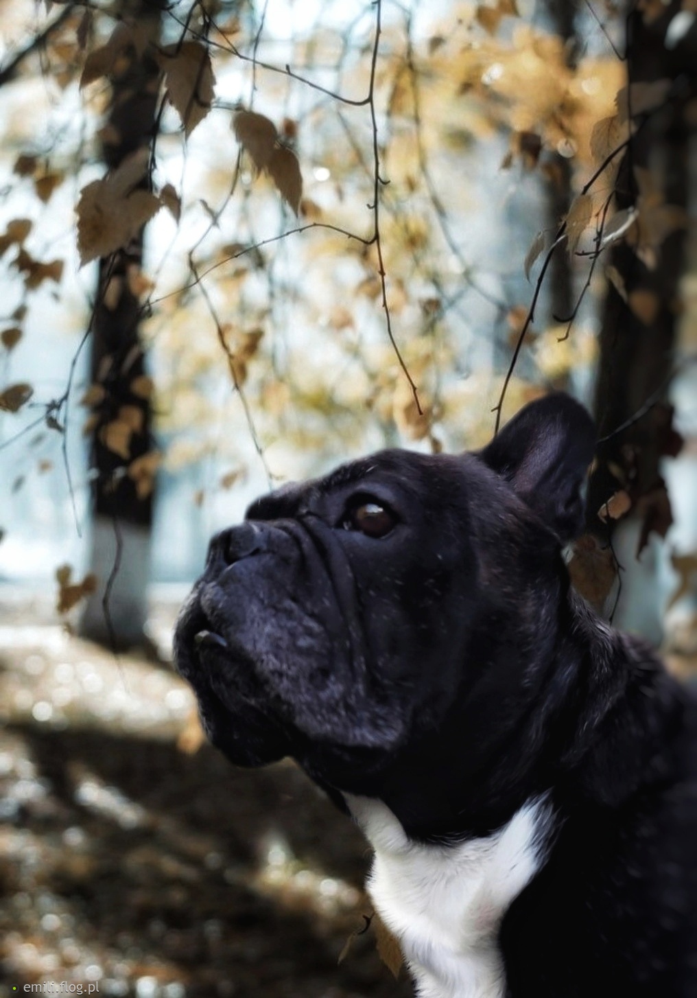 Jesienna zaduma🍁🍂🍁