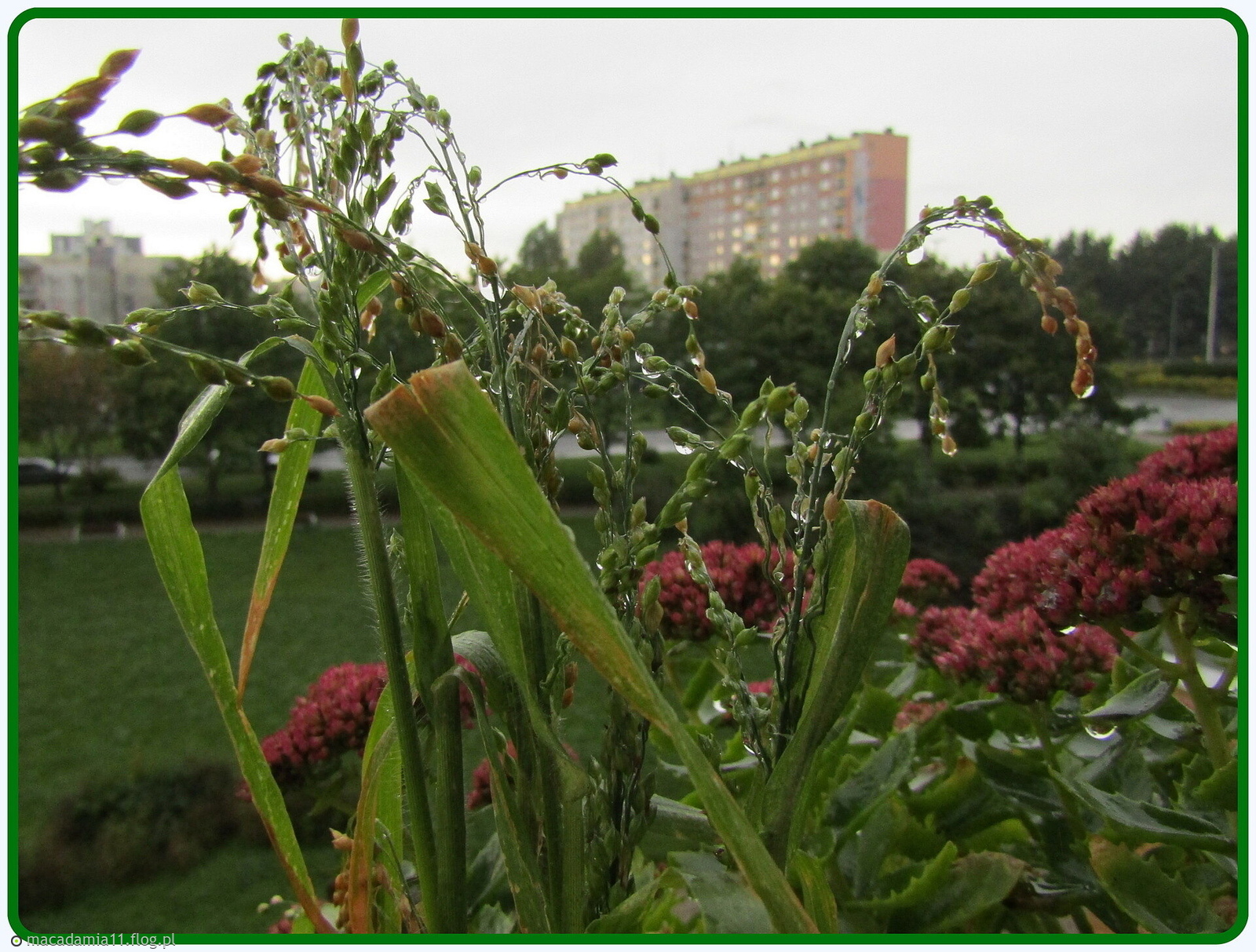 Zapłakany dzień...