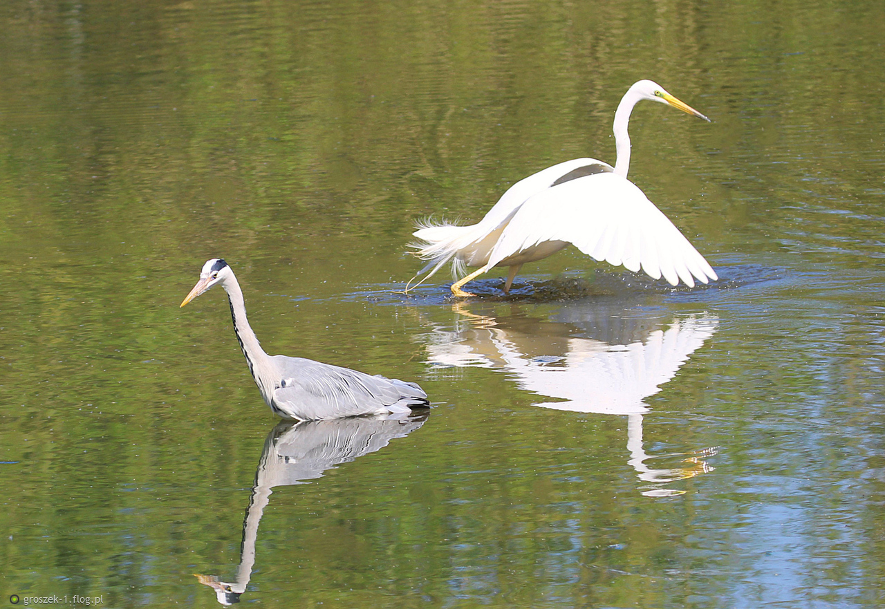 Czapla siwa i czapla biała ...