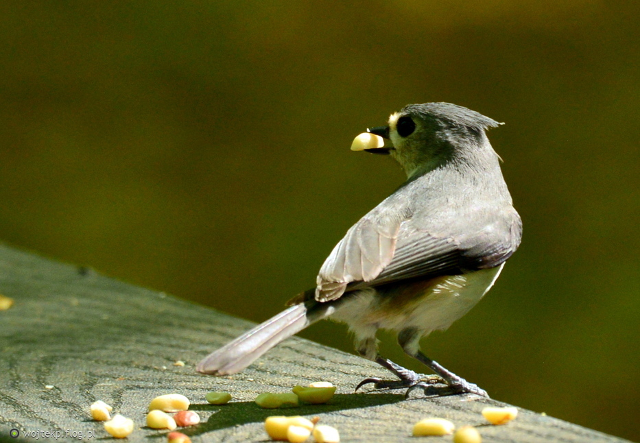 SIKORA DWUBARWNA / TUFTED TITMOUSE