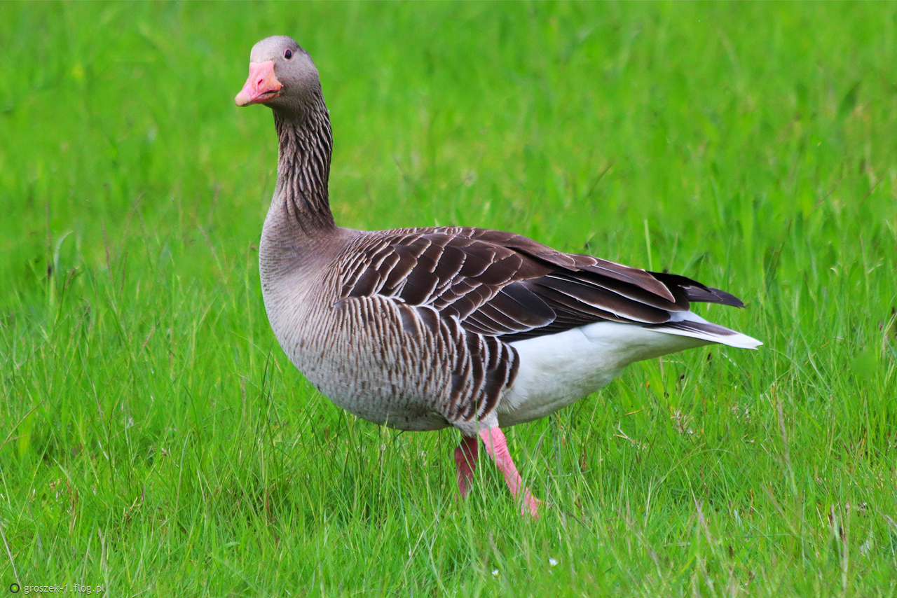 Gęś gęgawa ...