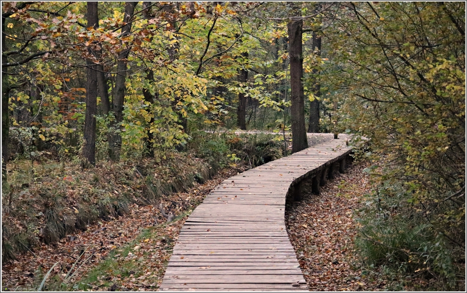 Leśna ścieżka dydaktyczna