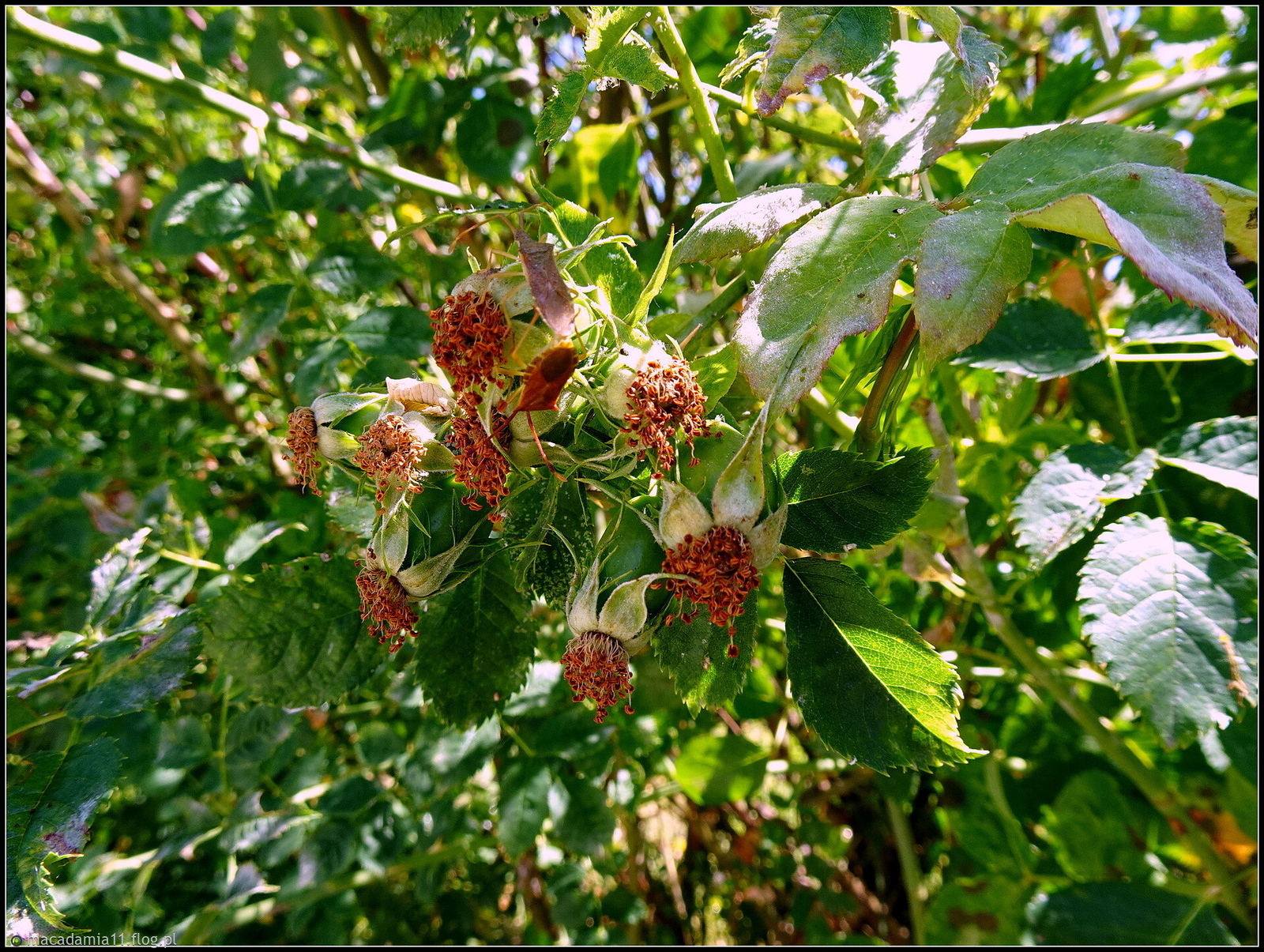Dzika róża w środku bułgarskiego lata...