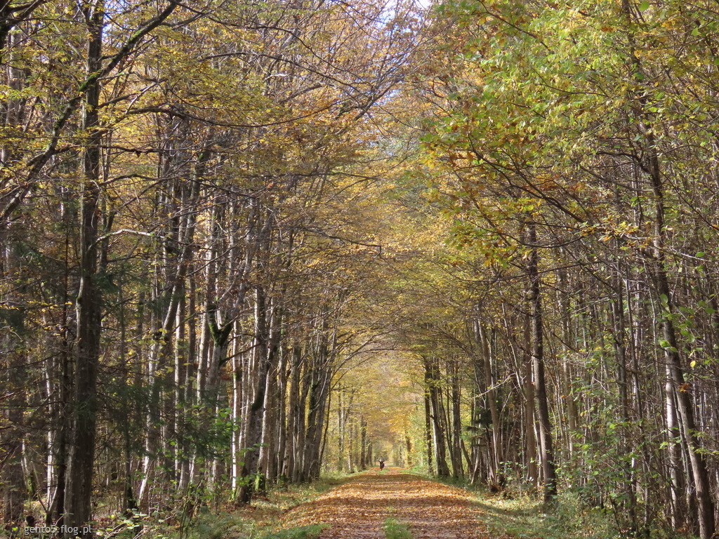 Jesienna leśna droga