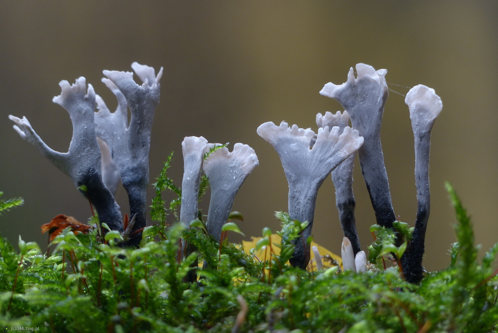 Próchnilec gałęzisty.