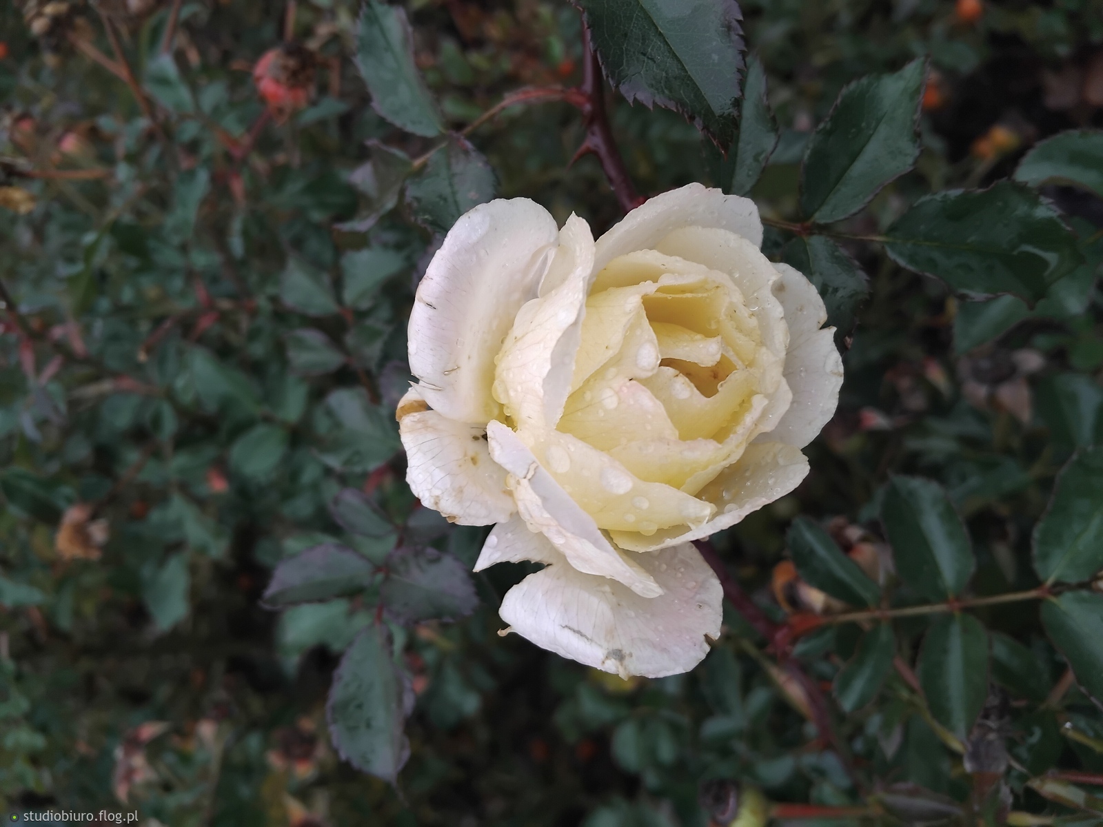 Jesienna róża miejska