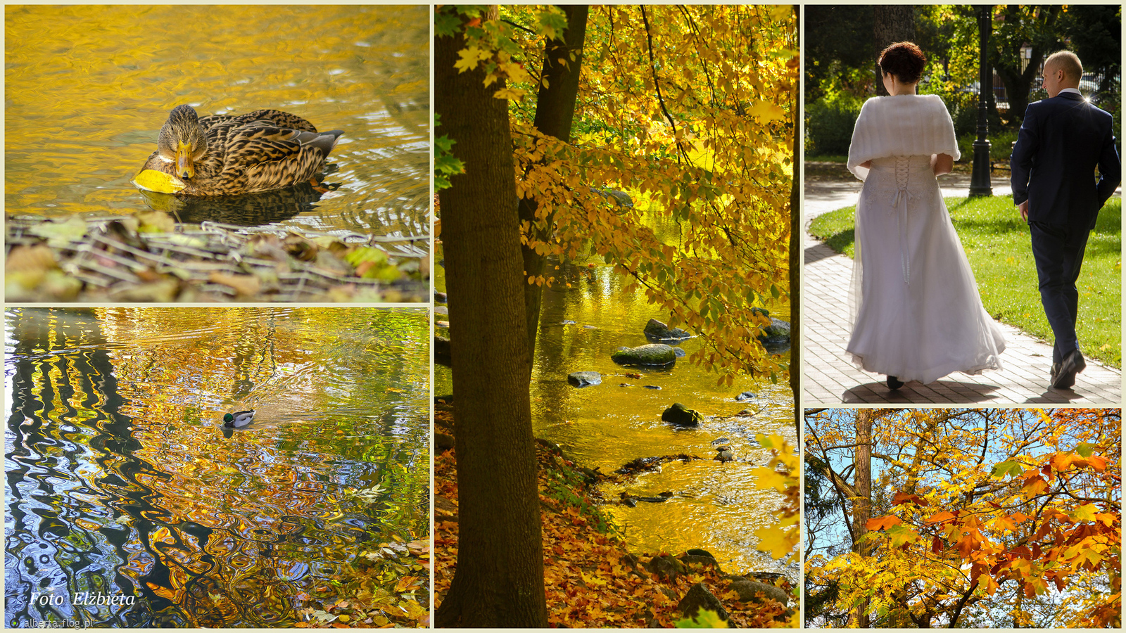 Jesienne spacery w Parku Oliwskim z serdecznymi pozdrowieniami!