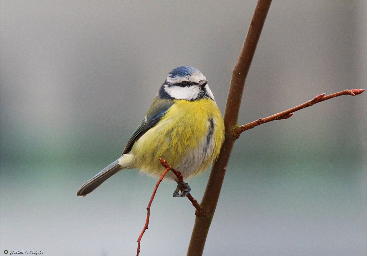 Sikorka modraszka ...