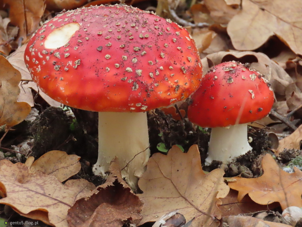 Listopadowe muchomory