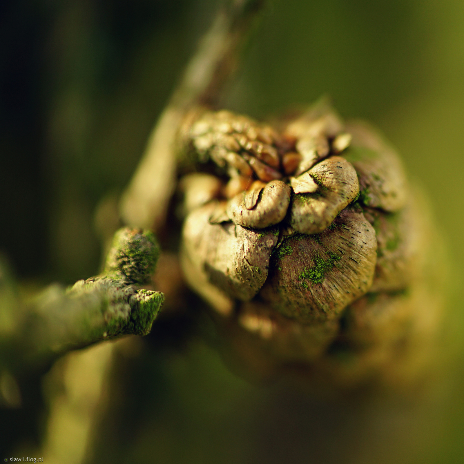 Omszała szyszunia :)