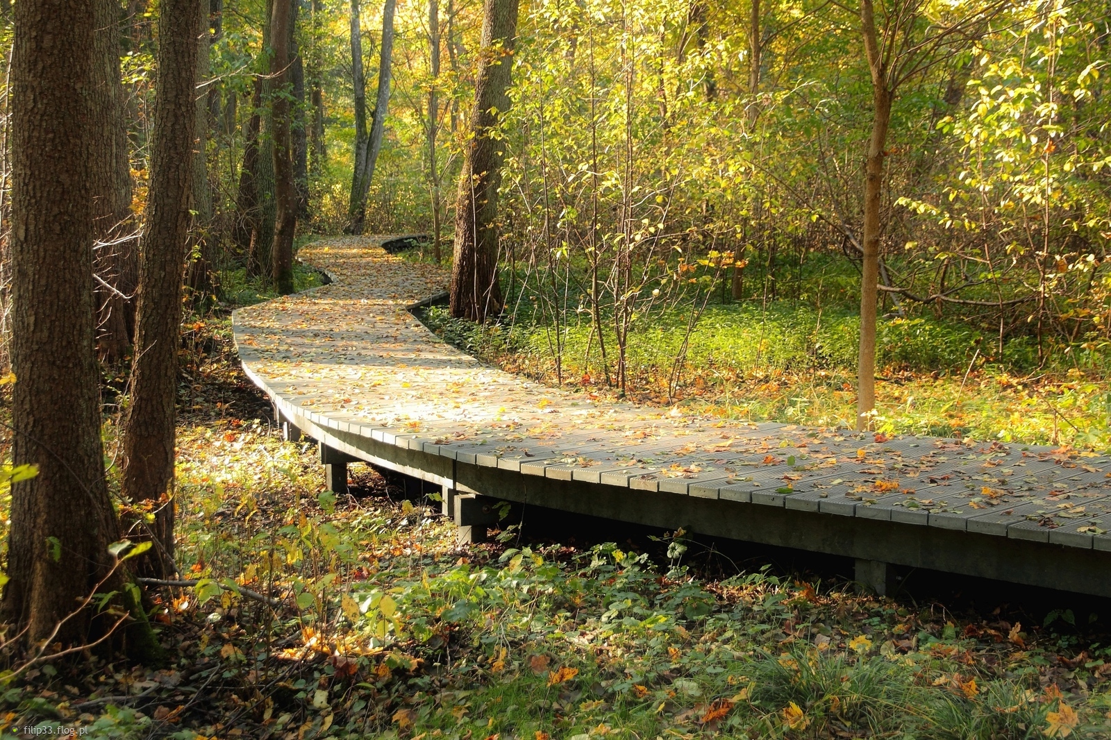 Jak tu wybierać między pięknem a pięknem ???