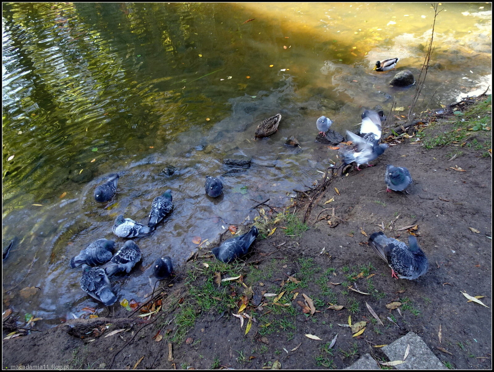 Pralnia chemiczna...