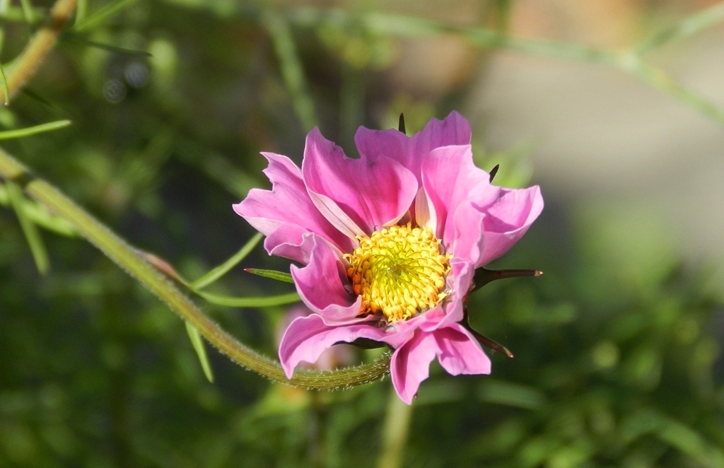 Kwiaty jeszcze kwitną. Pozdrawiam serdecznie.