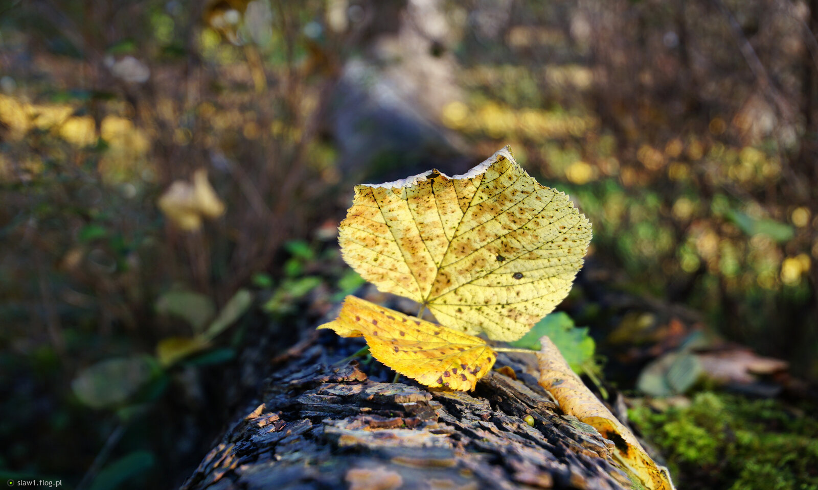 Głębia liścia ...