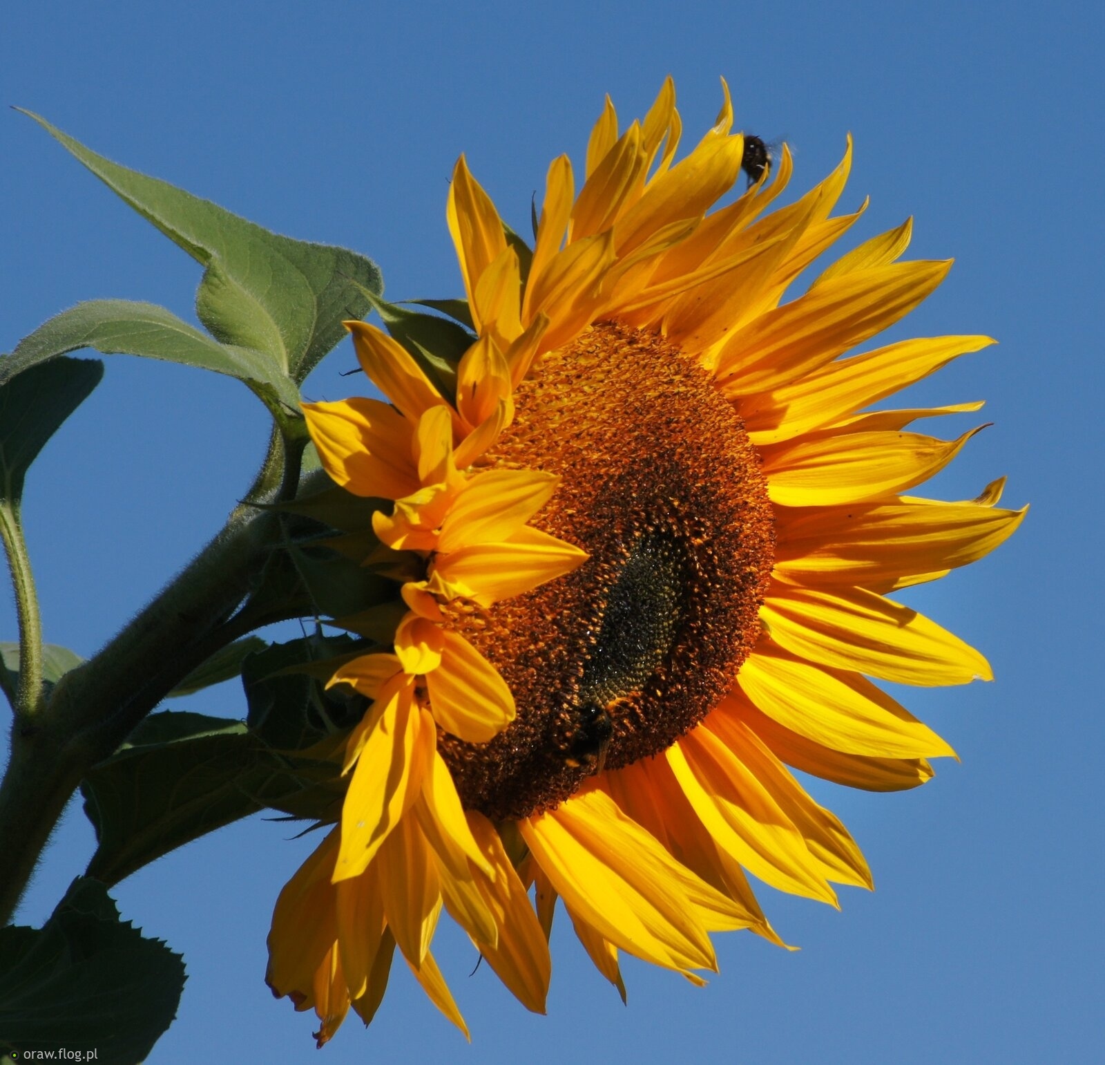 Niech nam słoneczniki...
