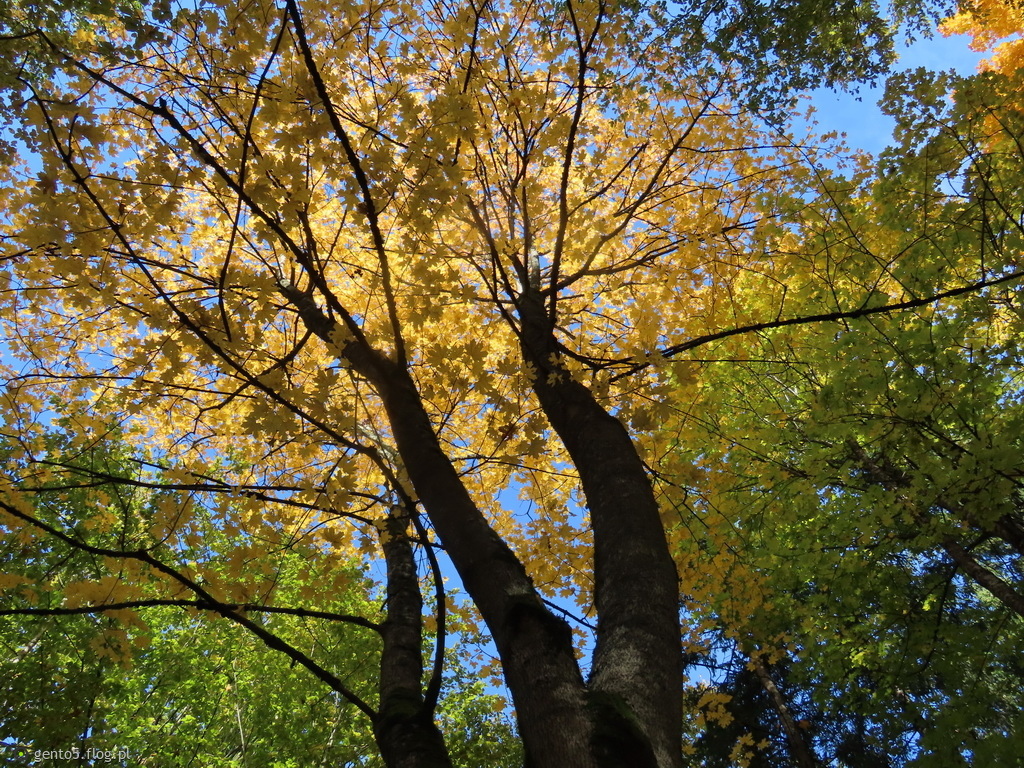 Jesienne wspomnienie