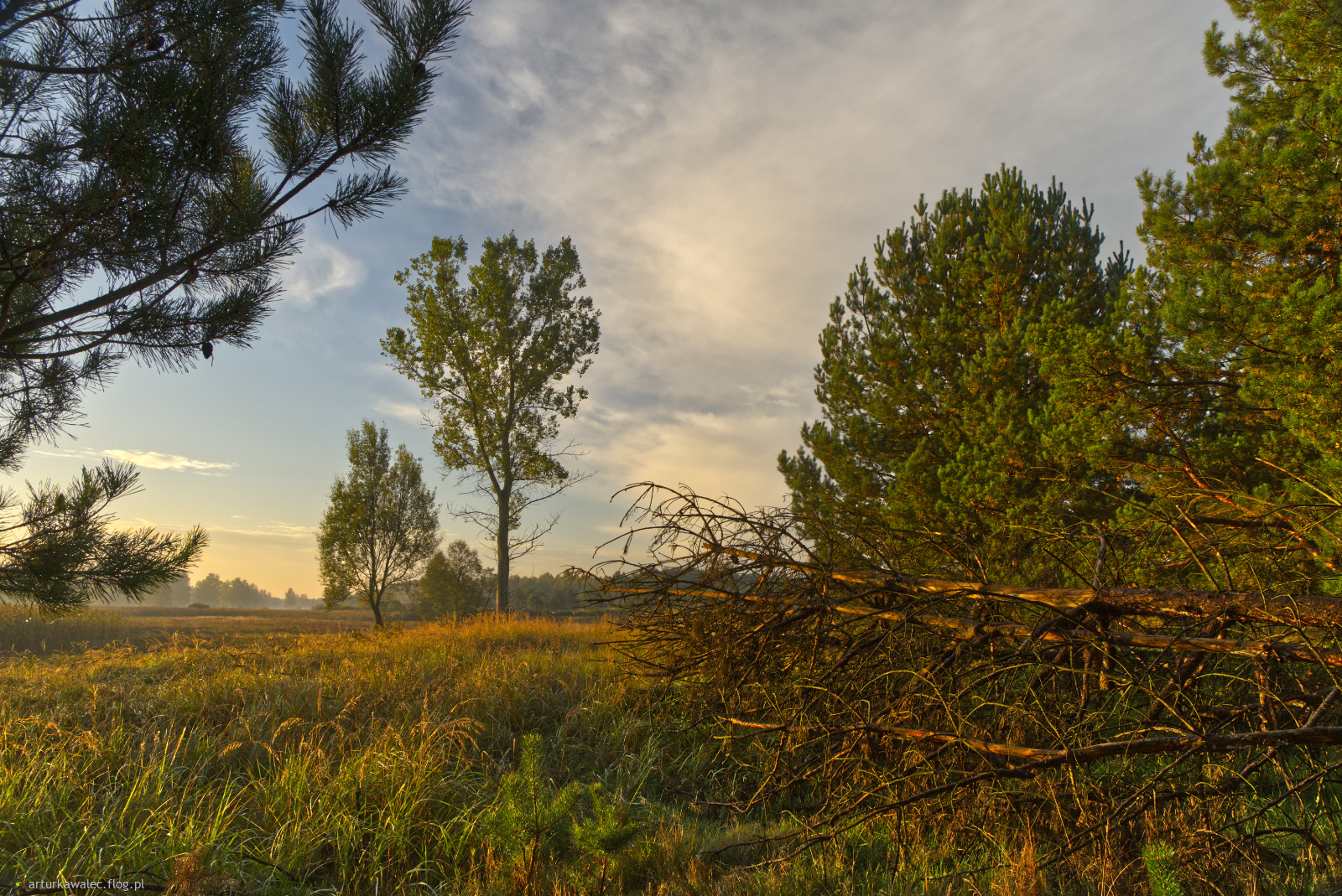 Między sosenkami 😉